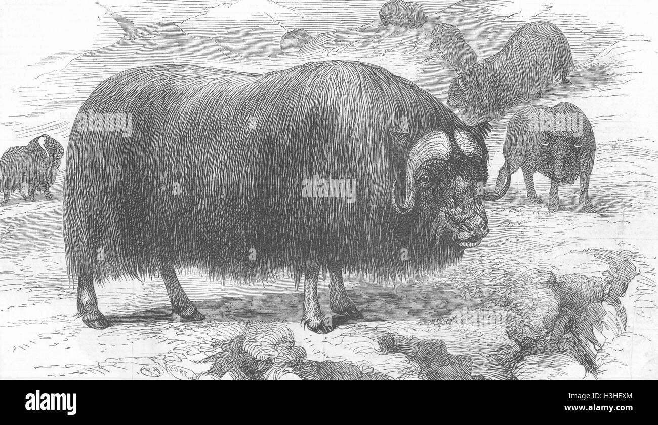 Boeuf musqué 1877 animaux. Le graphique Banque D'Images