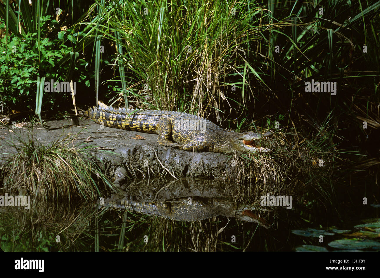 Estuarine crocodile (Crocodylus porosus) Banque D'Images