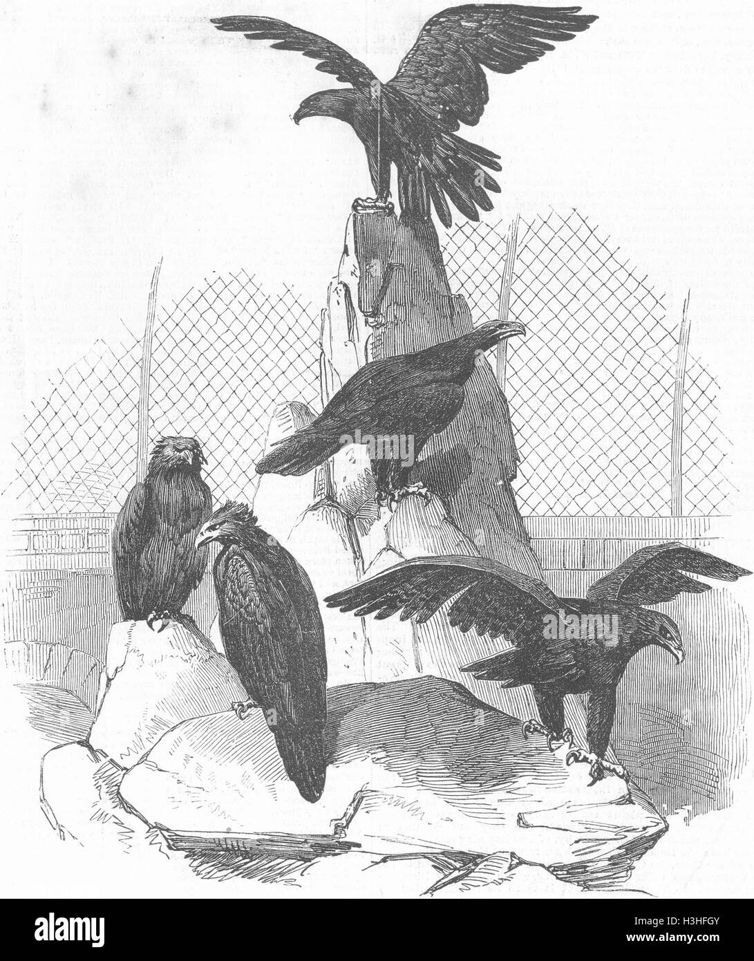 Les Aigles australiens oiseaux 1851. Illustrated London News Banque D'Images