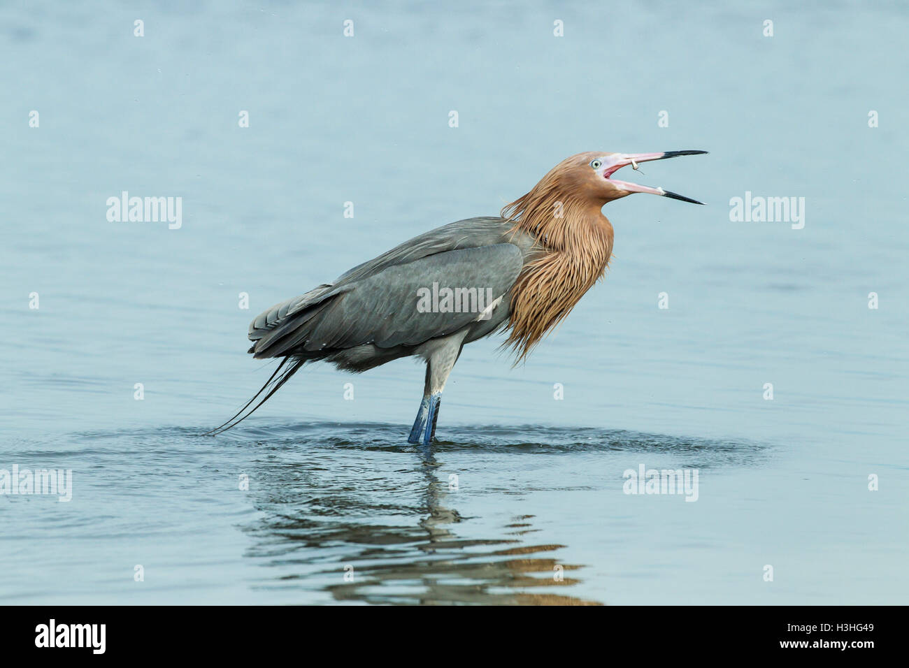 Aigrette garzette (Egretta rufescens rougeâtre) adulte commandant un poisson tout en se tenant dans l'eau peu profonde, Florida, USA Banque D'Images