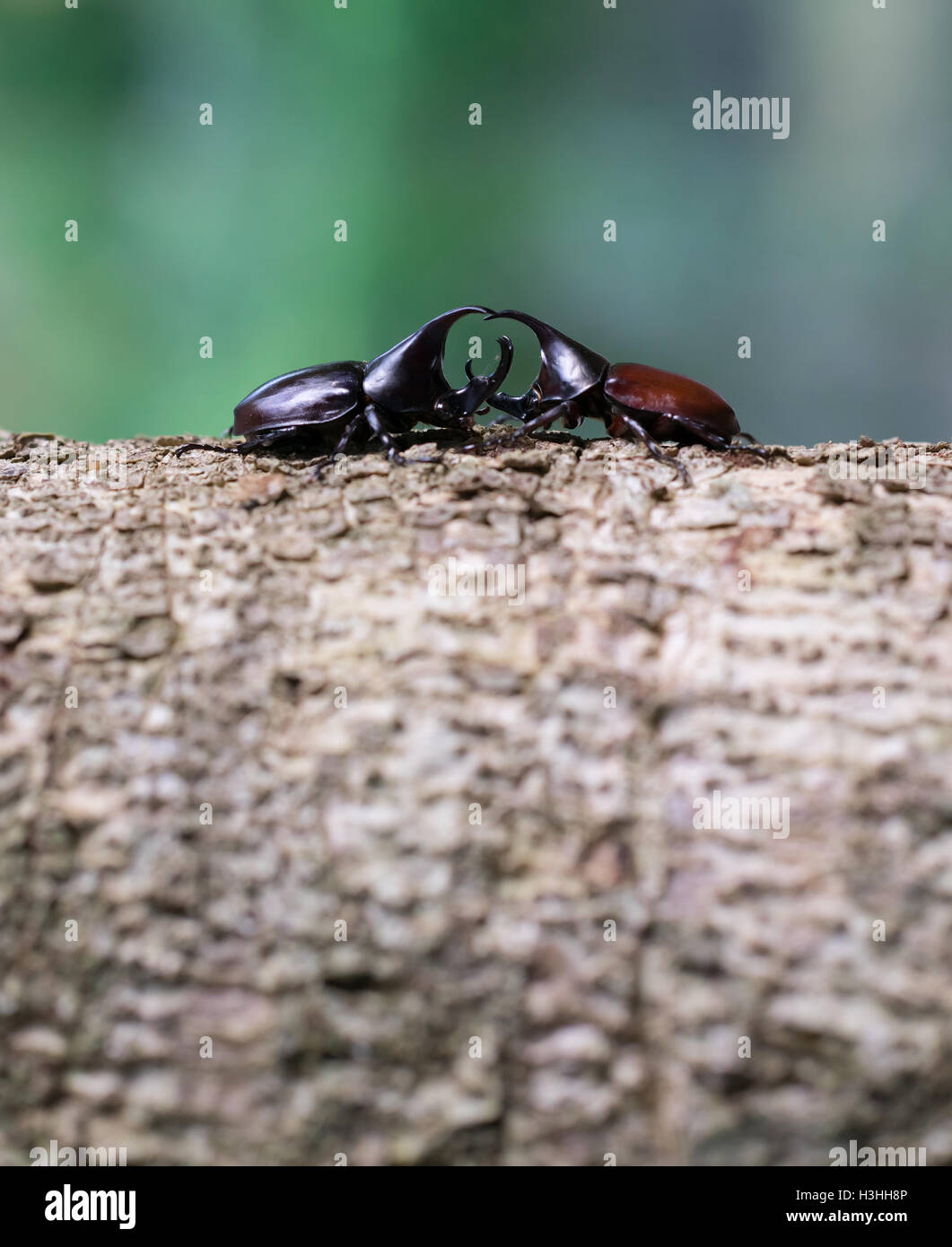 Du scarabée rhinocéros, Rhino beetle, Hercules beetle, Unicorn beetle, corne beetle Banque D'Images