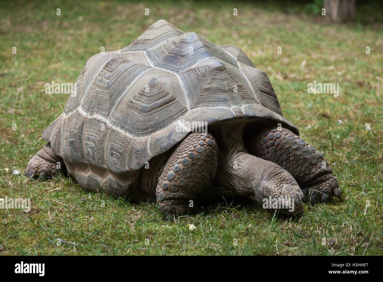 Tortue géante d'Aldabra (Aldabrachelys gigantea). Des animaux de la faune. Banque D'Images
