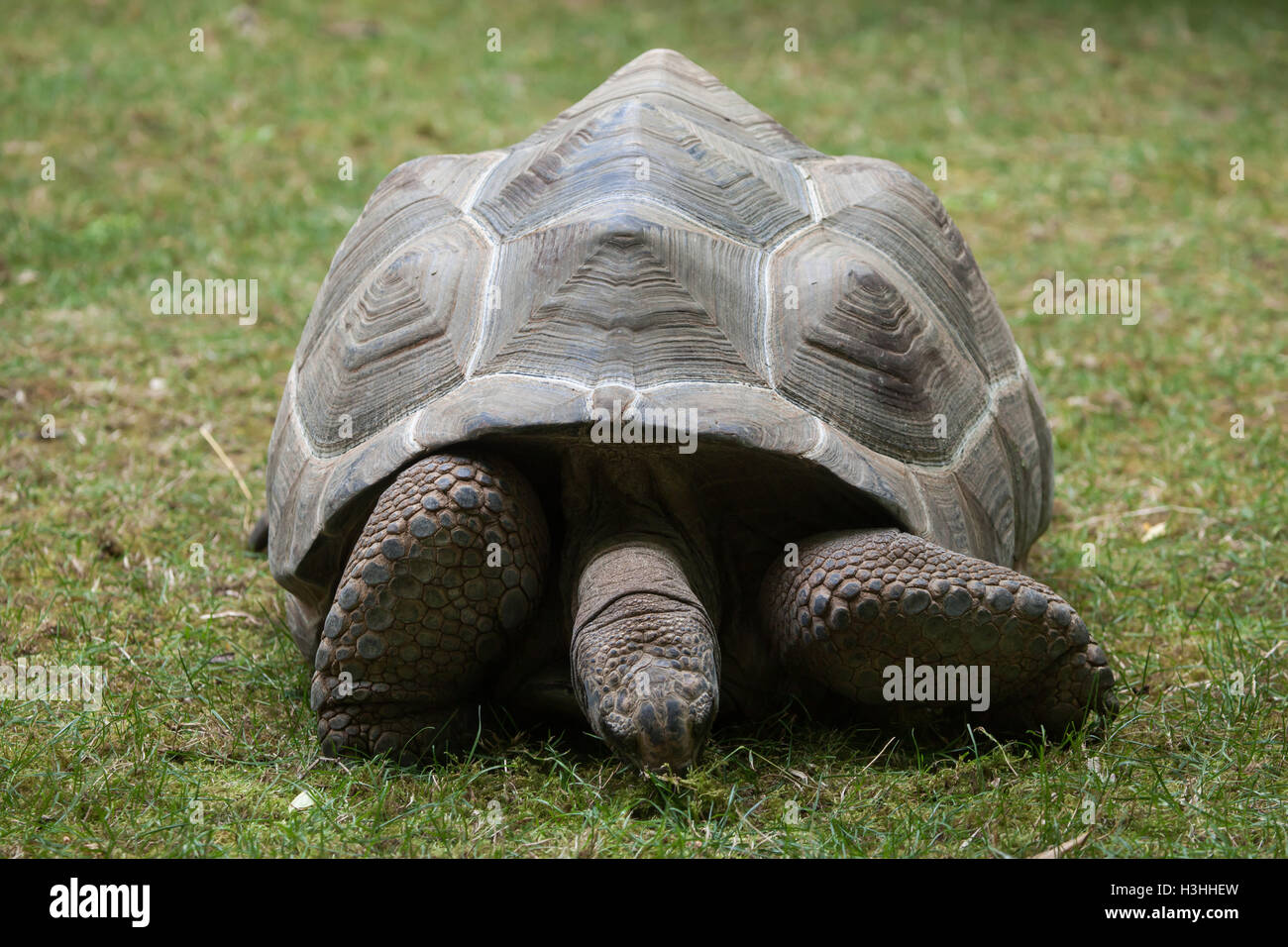 Tortue géante d'Aldabra (Aldabrachelys gigantea). Des animaux de la faune. Banque D'Images