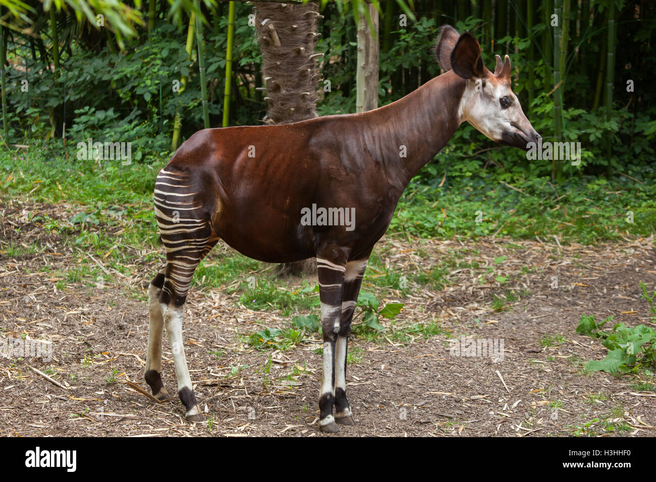 L'Okapi (Okapia johnstoni). Des animaux de la faune. Banque D'Images