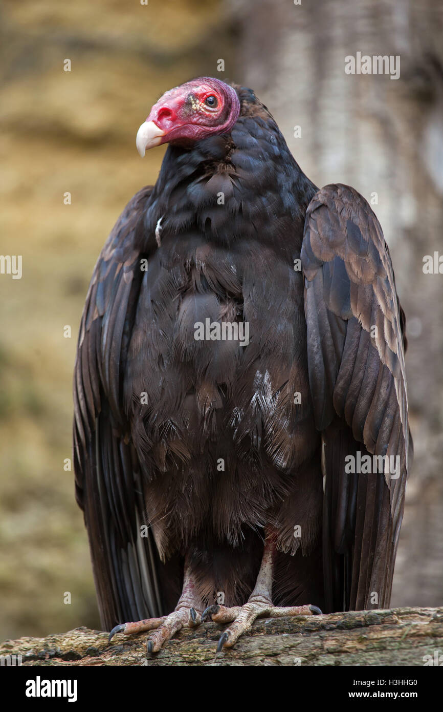 Urubu à tête rouge (Cathartes aura), également connu sous le nom de Turquie Buzzard. Des animaux de la faune. Banque D'Images