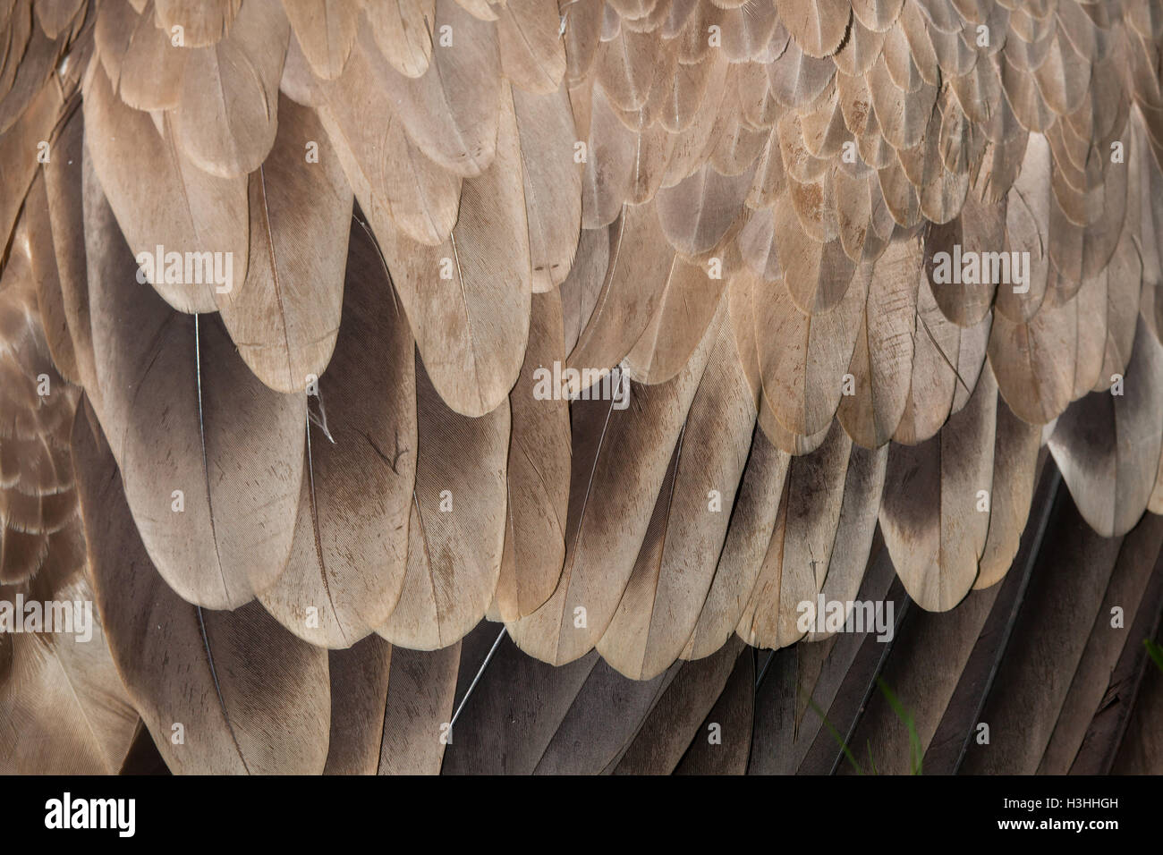 Cinereous vulture (Platycnemis monachus), également connu sous le nom de vautour noir ou moine vautour. La texture du plumage. Banque D'Images