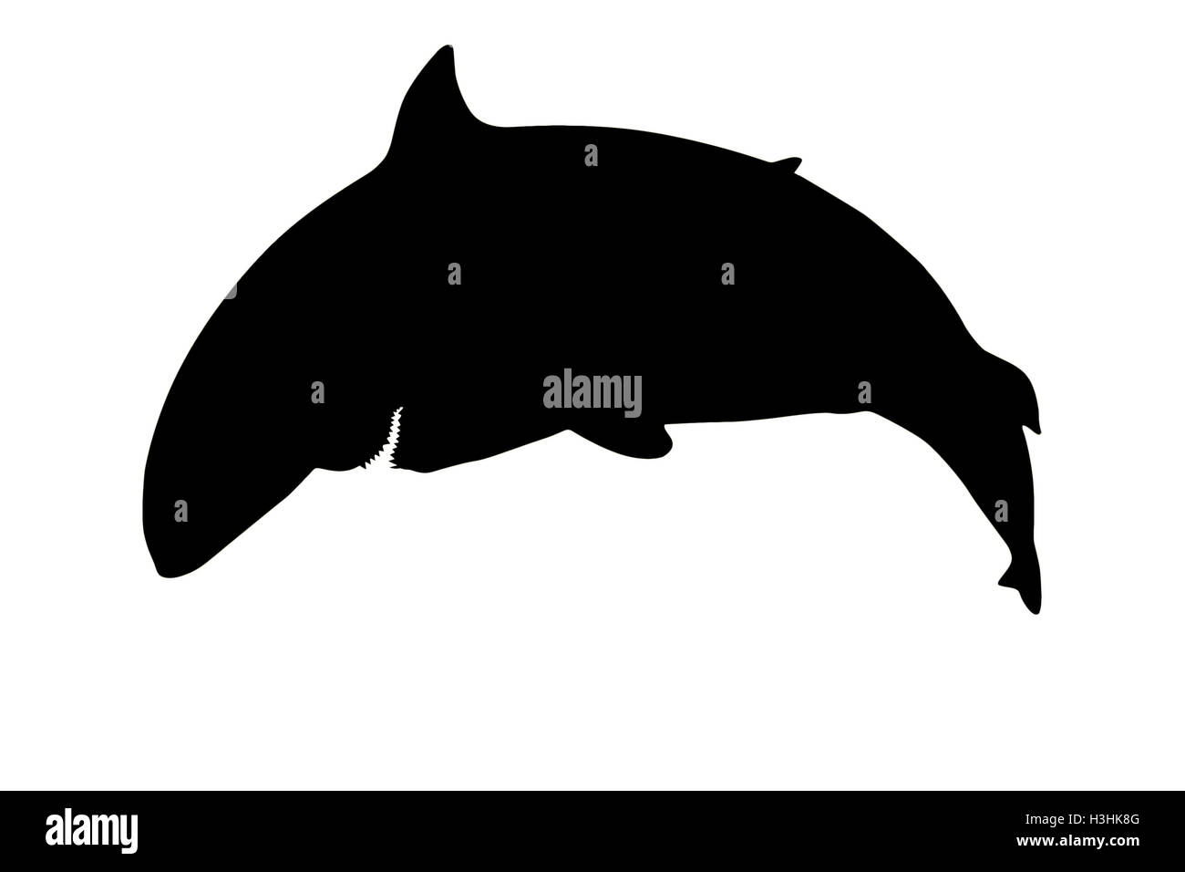 Silhouette d'un requin dangereux montrant les dents vu de côté. Isolé sur fond blanc. Banque D'Images