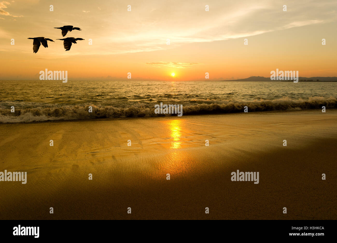 Coucher du soleil les oiseaux est trois oiseaux de voler au-dessus de l'eau comme le soleil se couche sur l'horizon océan coloré. Banque D'Images