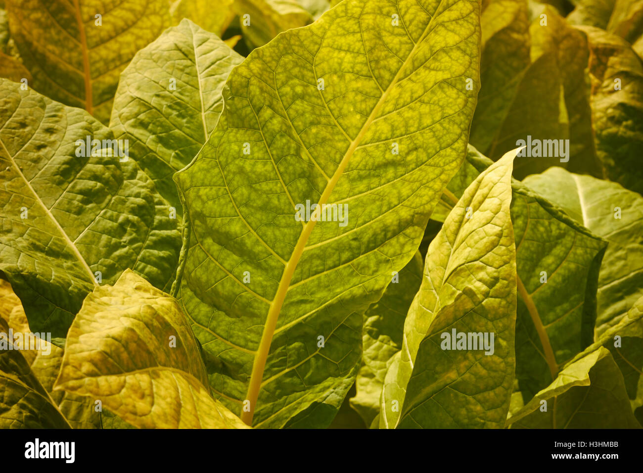 Champ de tabac en été, Amish Country, comté de Lancaster, Pennsylvanie, USA Banque D'Images