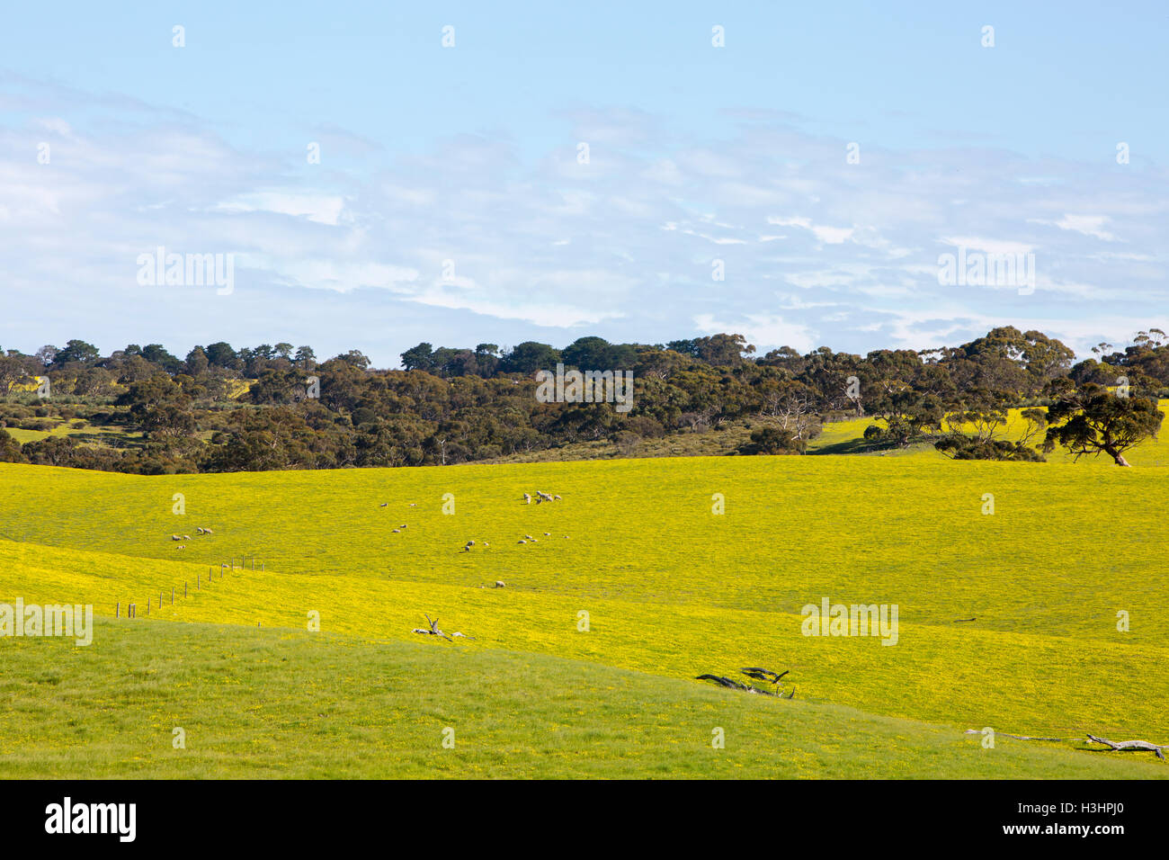 Campagne sur Kangaroo Island près de Stokes Bay avec marguerites jaunes remplissant la prairie au printemps, dans le sud de l'Australie Banque D'Images