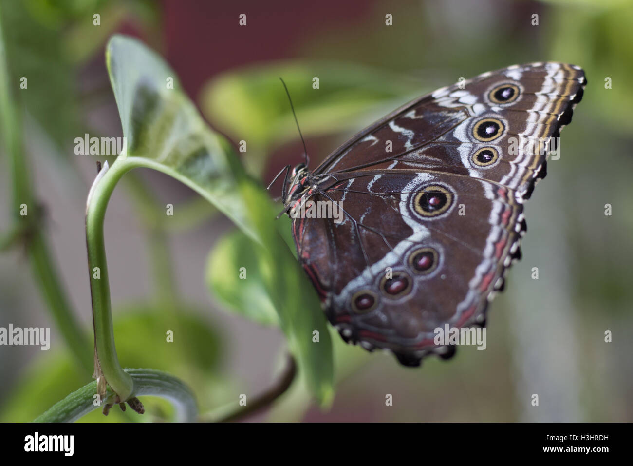 Avec la prise de vue macro papillon Banque D'Images