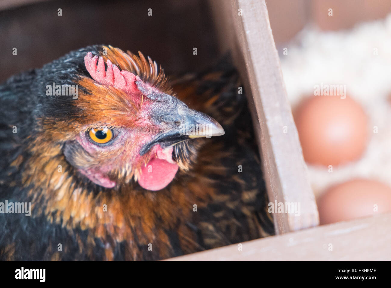 Mon poulet dans son nid avec des oeufs récemment posés dans mon petit jardin pour mon usage personnel,usage,dans village rural,Ouest,au Pays de Galles. Banque D'Images