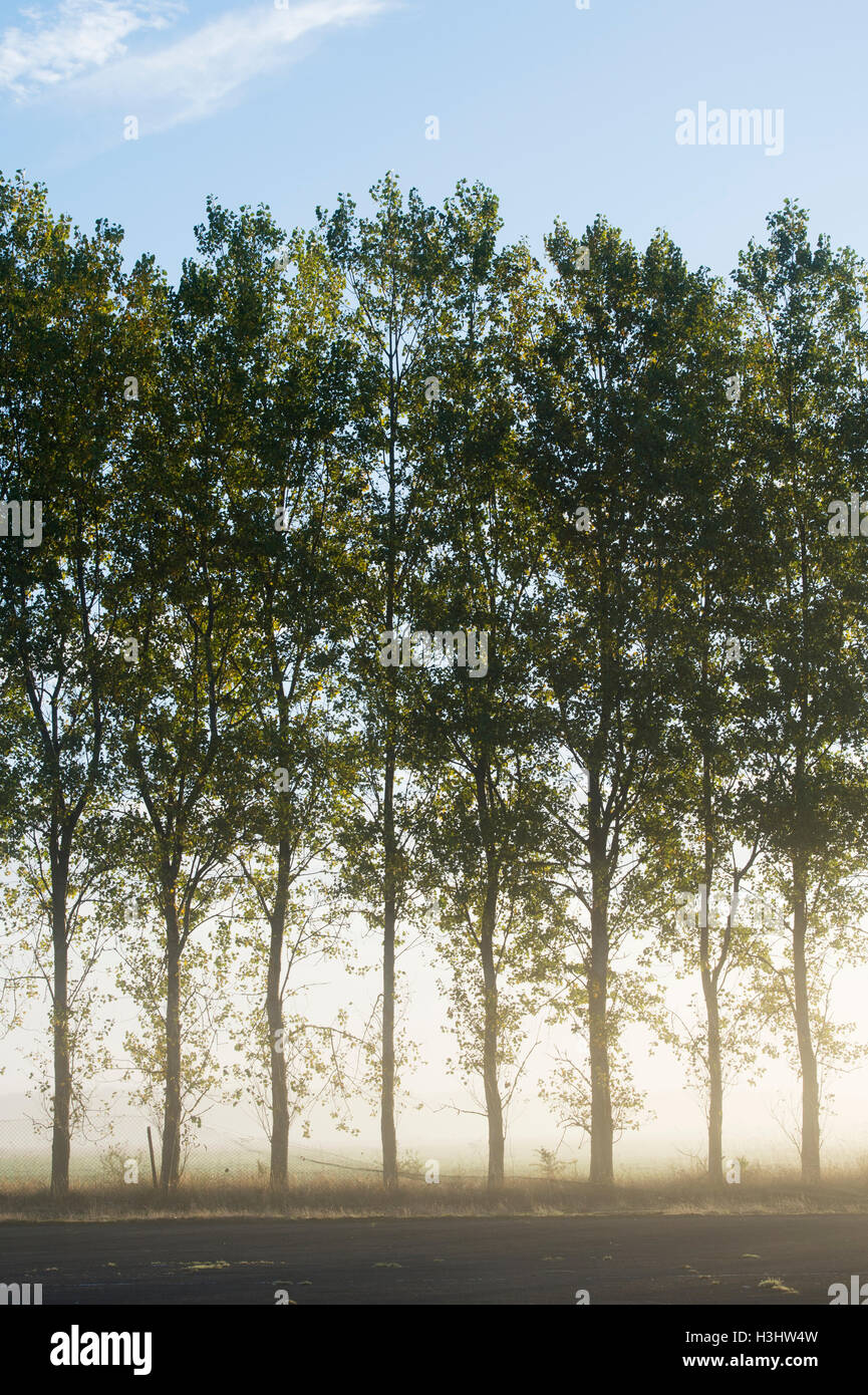 Lumière du matin à travers des arbres dans le brouillard de compensation à l'automne. UK Banque D'Images