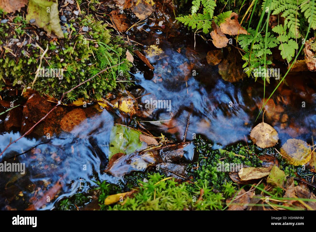 Petit ruisseau dans le bois Banque D'Images