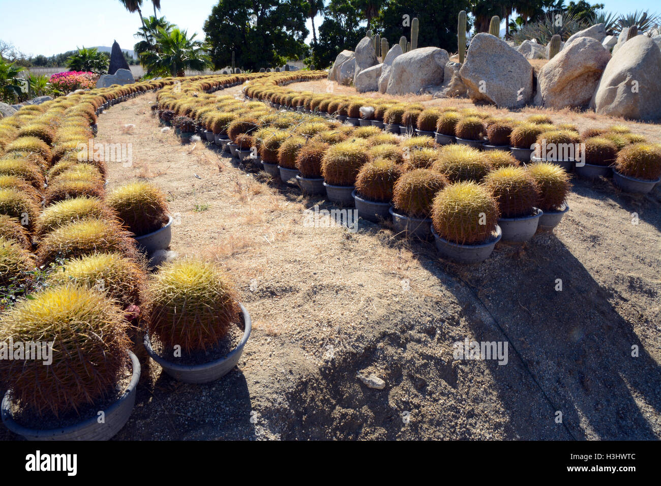 Lignes de cactus à texture Jardin botanique du Désert Wirikuta Puerto Los Cabos Cactus Mexicain Banque D'Images