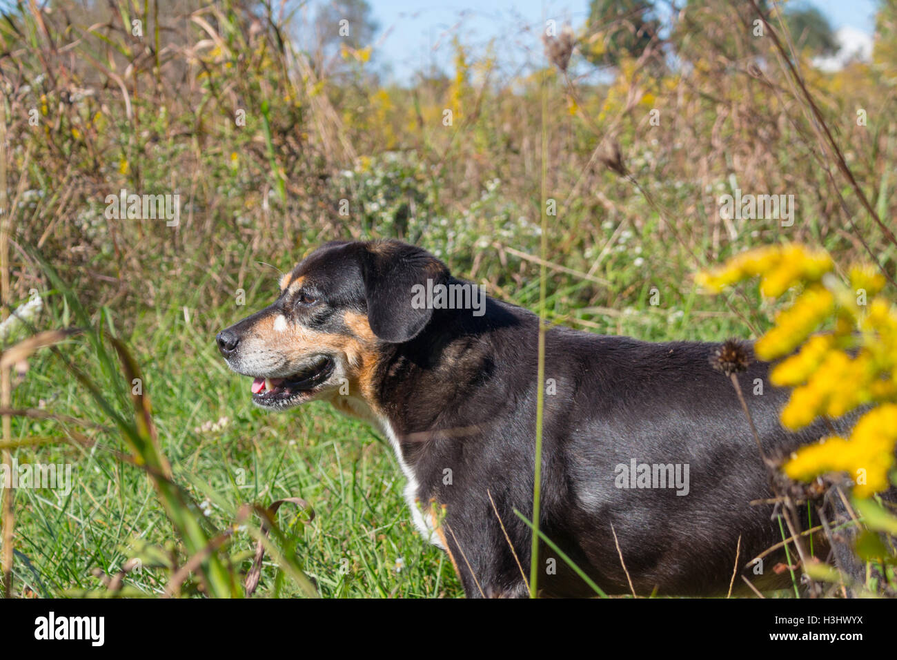 Un chien beagle noir mix haletant à l'extérieur dans un champ Banque D'Images