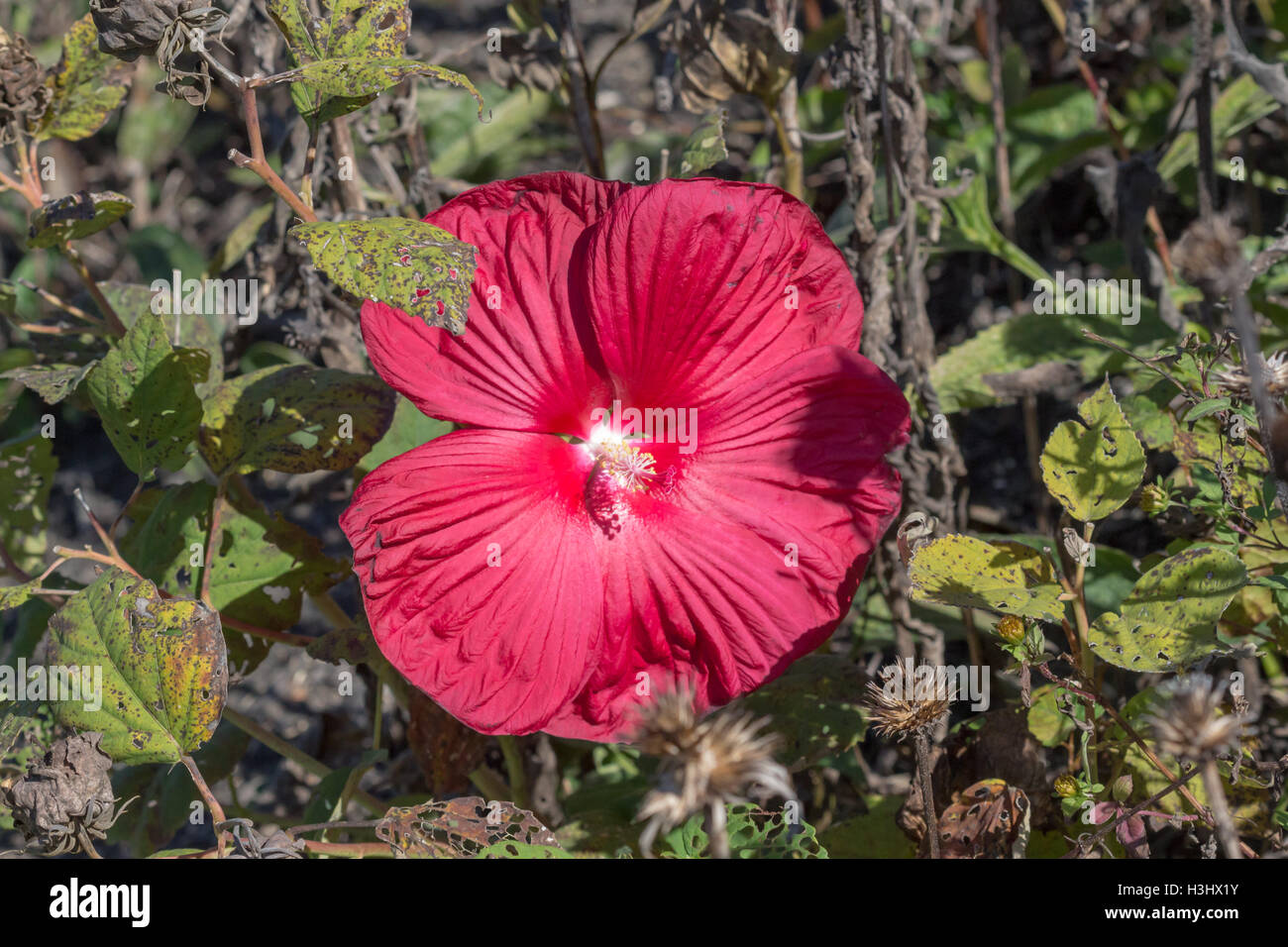 Une fleur mauve rose rouge (Hibiscus sp.), Indiana, United States Banque D'Images