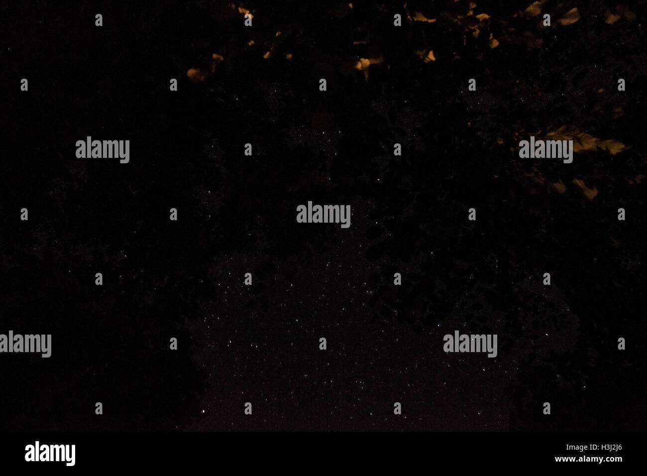 Ciel avec des étoiles la nuit et les feuilles Banque D'Images