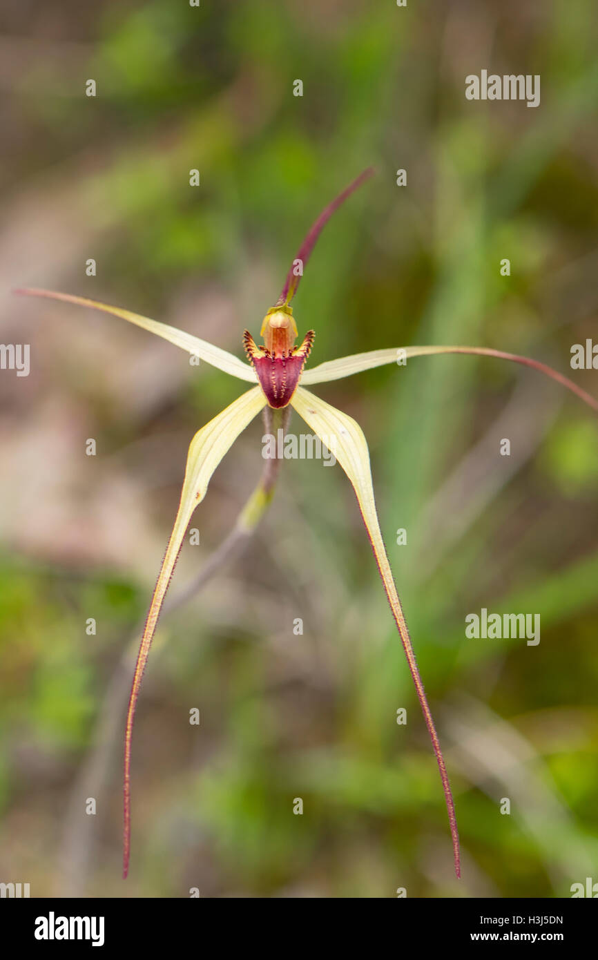 Caladenia oenochila, Vin-lipped orchidée araignée à Baluk Flore Willam Réserver, Belgrave Sud, Victoria, Australie Banque D'Images