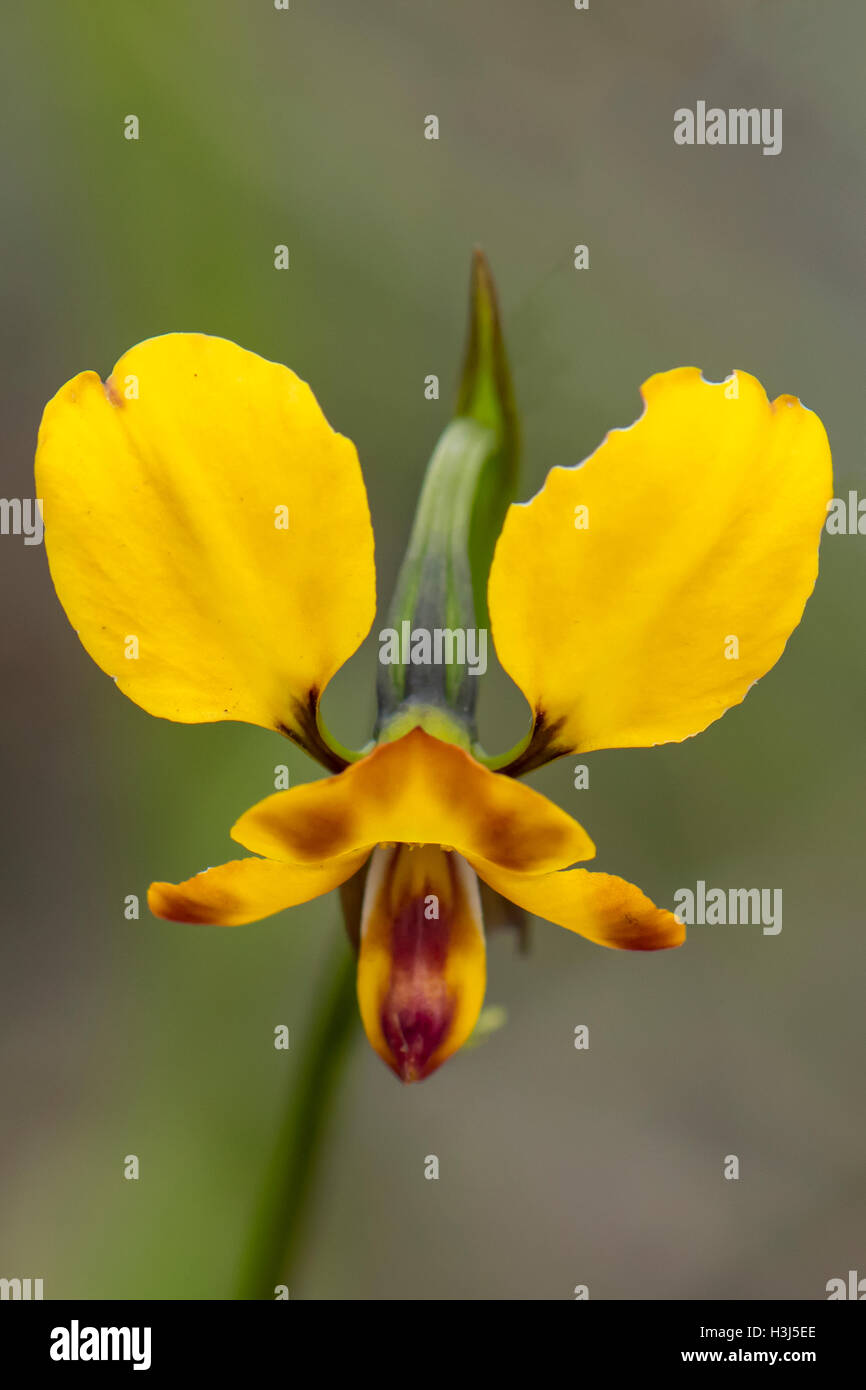 Diuris orientis, Wallflower Orchid à Baluk Flore Willam Réserver, Belgrave Sud, Victoria, Australie Banque D'Images