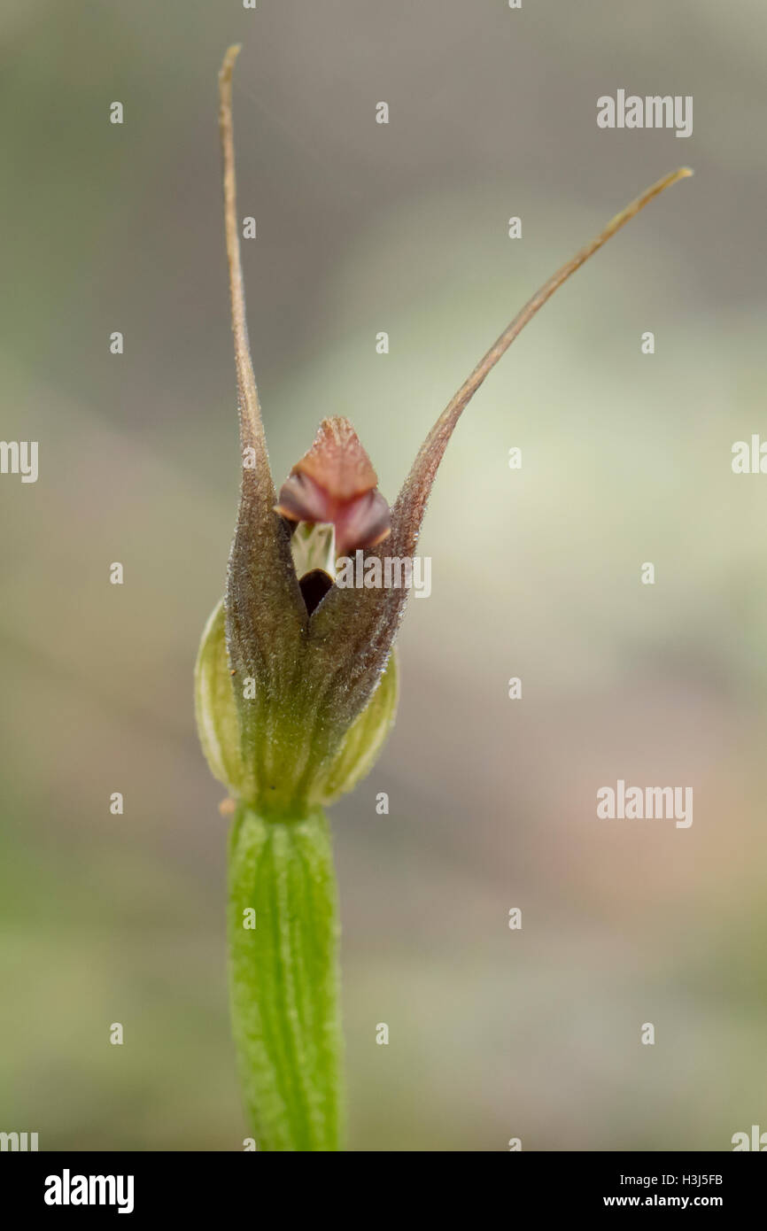 Pterostylis walkeri, Maroonhood Orchid à Baluk Flore Willam Réserver, Belgrave Sud, Victoria, Australie Banque D'Images