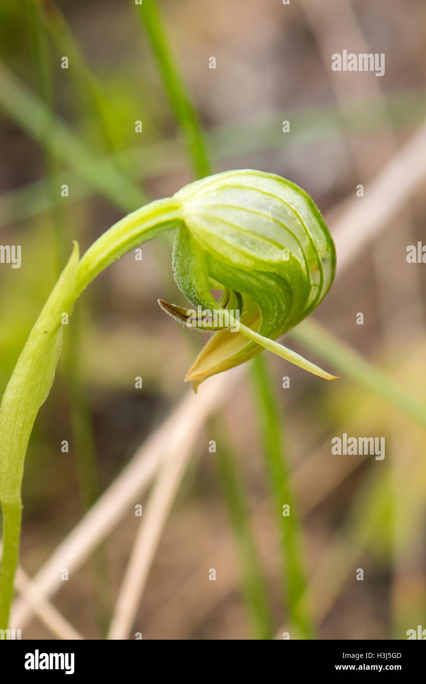 Pterostylis nutans, hochant Greenhood Orchid à Baluk Flore Willam Réserver, Belgrave Sud, Victoria, Australie Banque D'Images