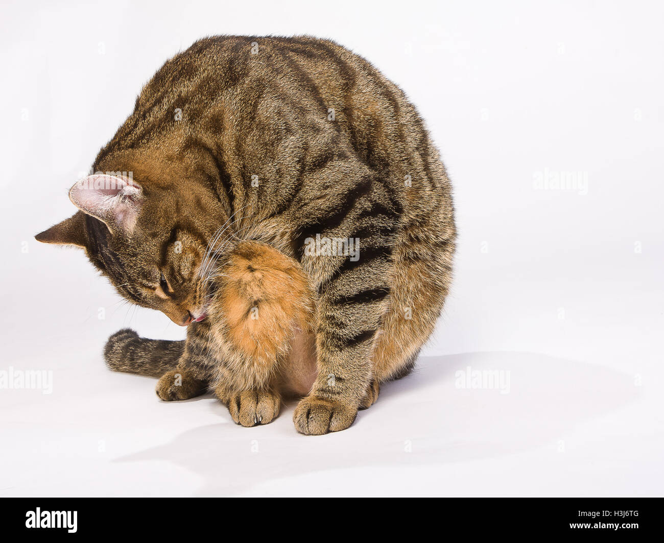 Striped cat sitting, lécher, le lavage. Isolé sur un fond blanc. Banque D'Images