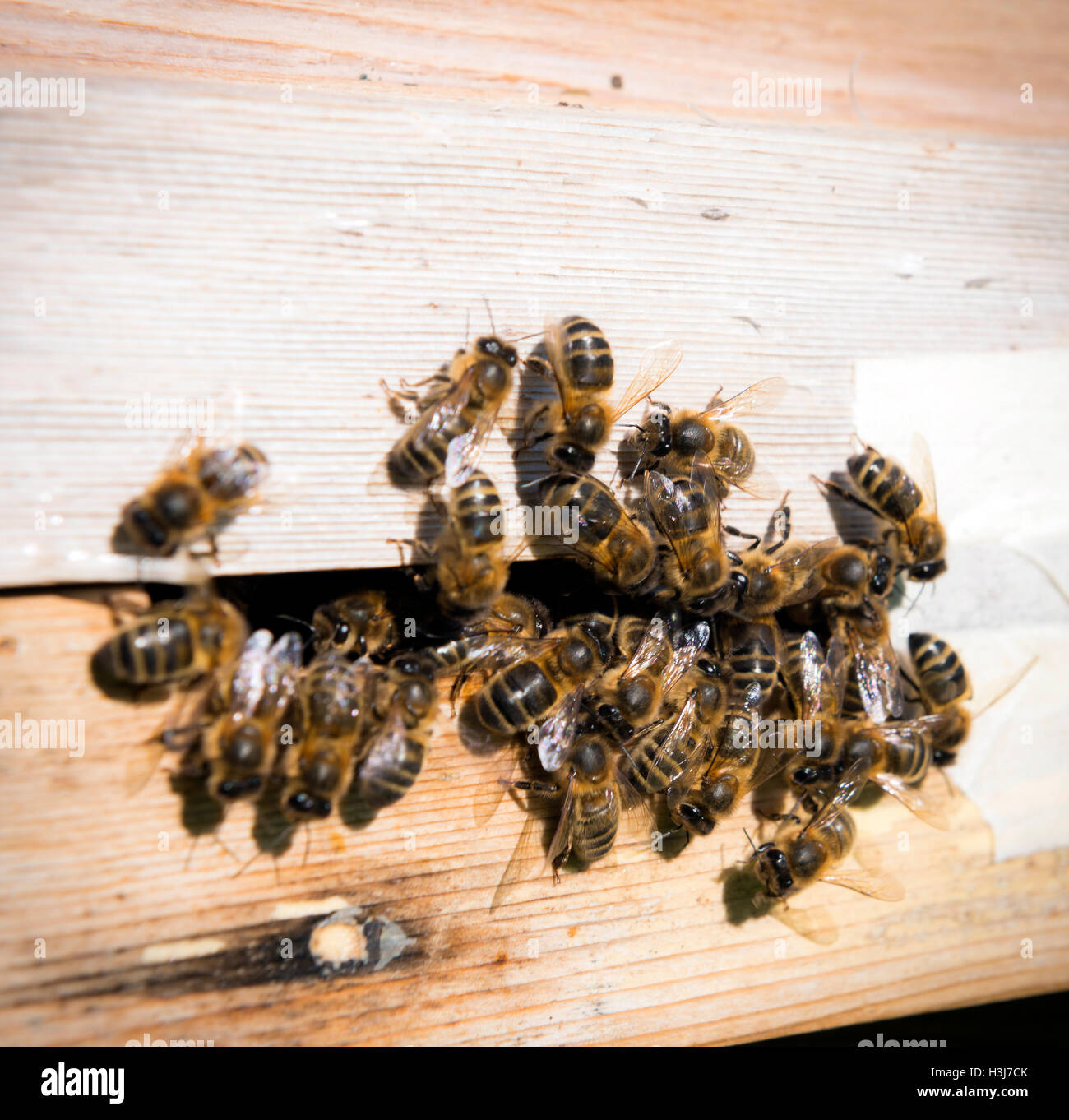 Les abeilles à l'entrée et à la sortie une ruche en automne Banque D'Images