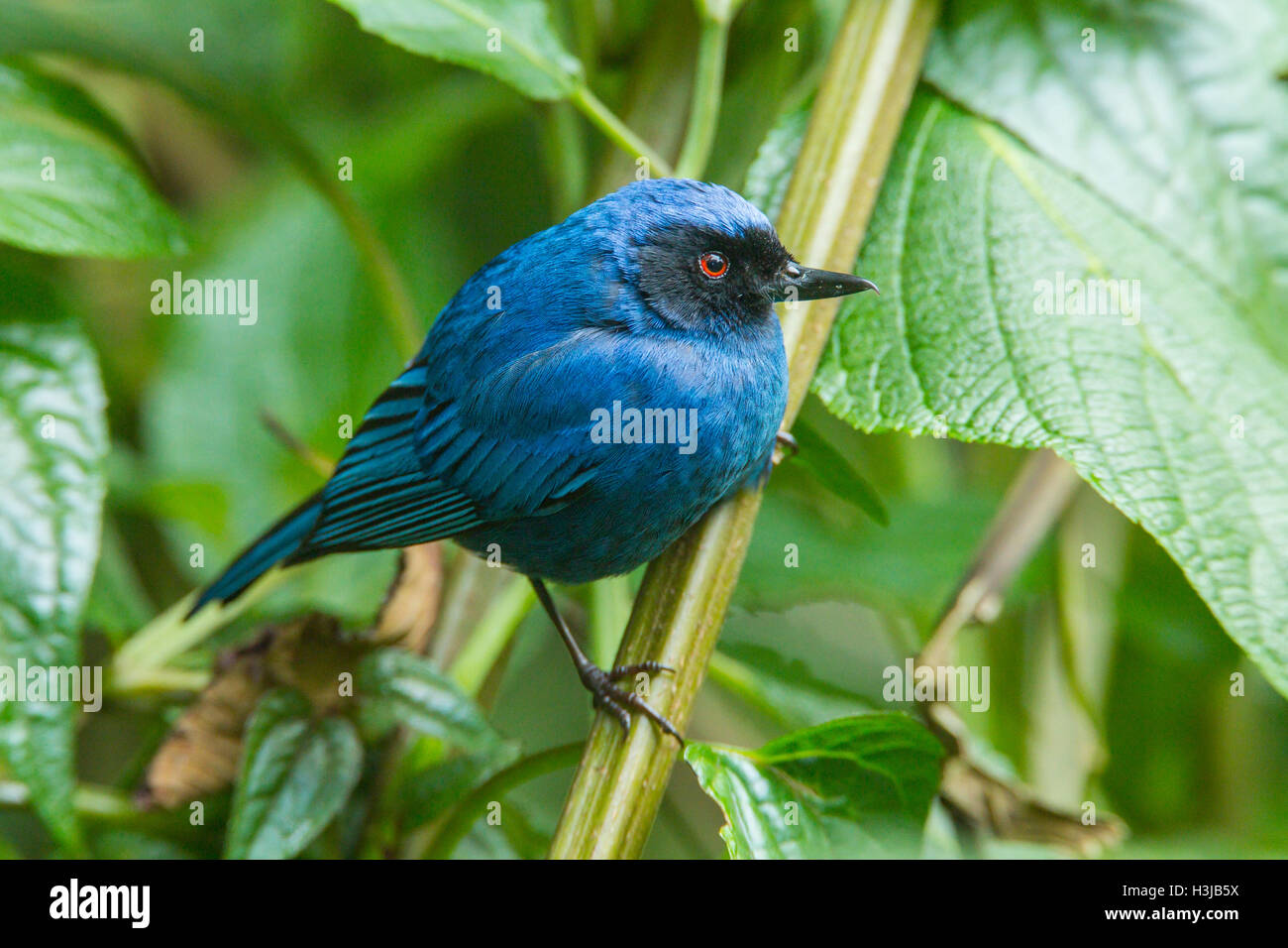 Trogon masqué récent (cyanea) mâle adulte, perché sur plante en forêt tropicale, Equateur, Amérique du Sud Banque D'Images