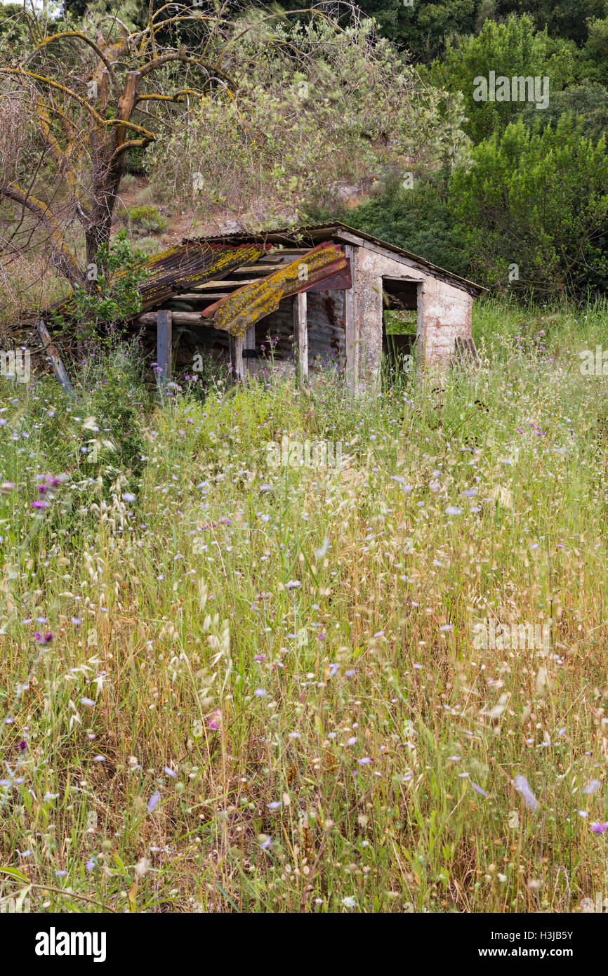 Un vieux hangar délabré en grec signifie un champ de fleurs sauvages, la Grèce. Banque D'Images