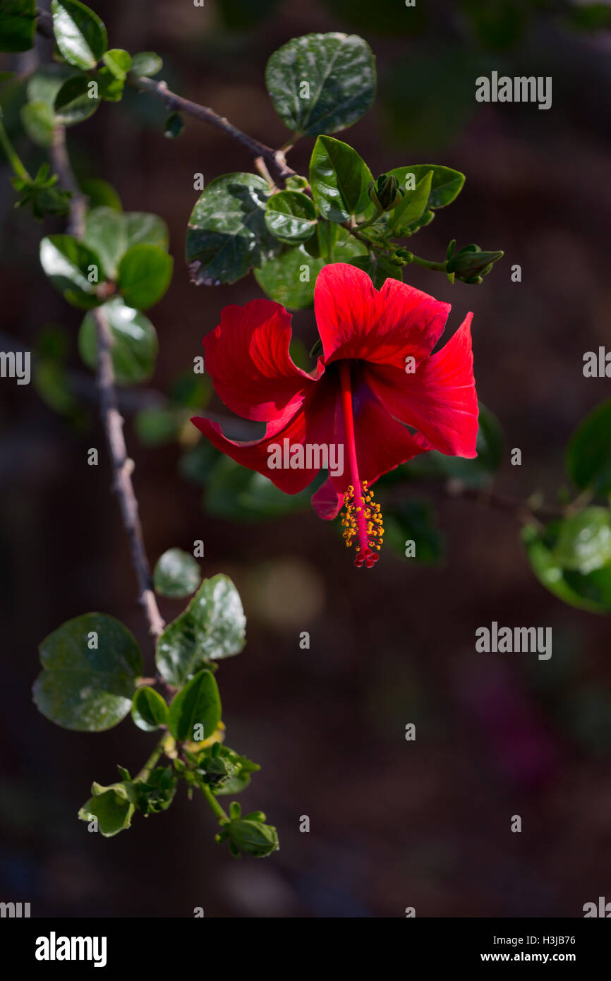 Fleur d'Hibiscus rouge sur l'île grecque de Céphalonie, Grèce Banque D'Images Fleur d'Hibiscus rouge sur l'île grecque de Céphalonie, Grèce Banque D'Images