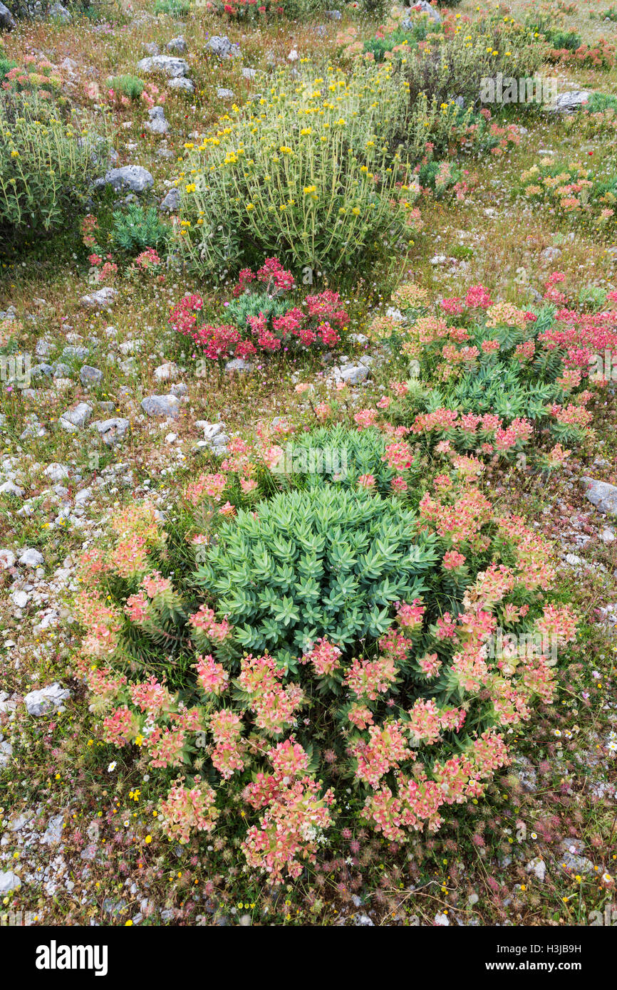 Euphorbia sauvages, fleurs sauvages et Sage turc sur l'île grecque de Céphalonie, Grèce Banque D'Images