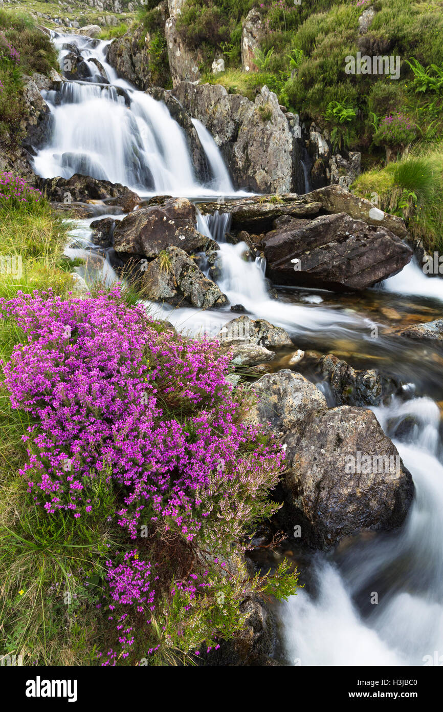 Heather se développe le long du côté d'une cascade sur nant Bochlwyd, Snowdonia. Banque D'Images