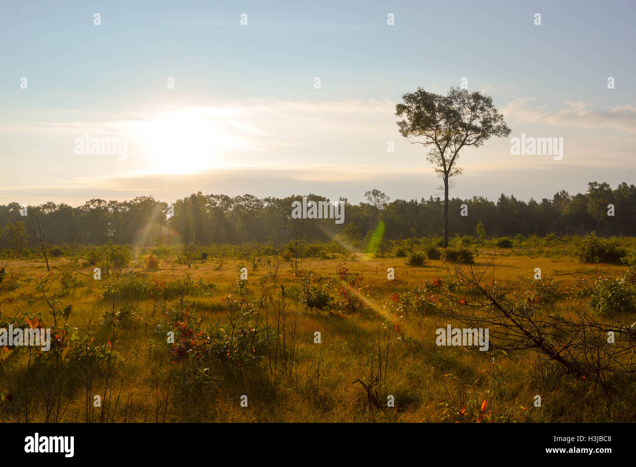 Soleil du matin dans les bois Banque D'Images