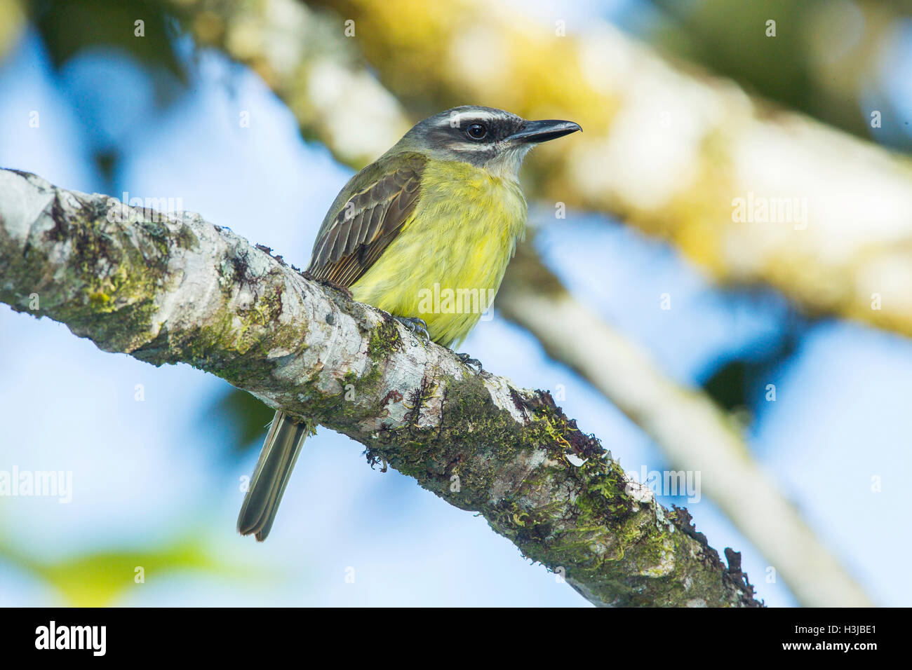 Moucherolle à couronne dorée (Myiodynastes chrysocephalus) perché sur adultes en direction de la forêt amazonienne, en Equateur, Amérique du Sud Banque D'Images