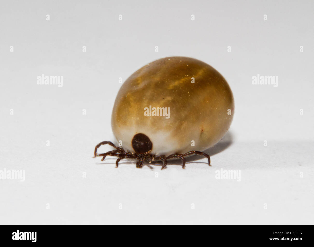 Ixodes ricinus, le ricin tick, engorged avec un repas de sang Banque D'Images