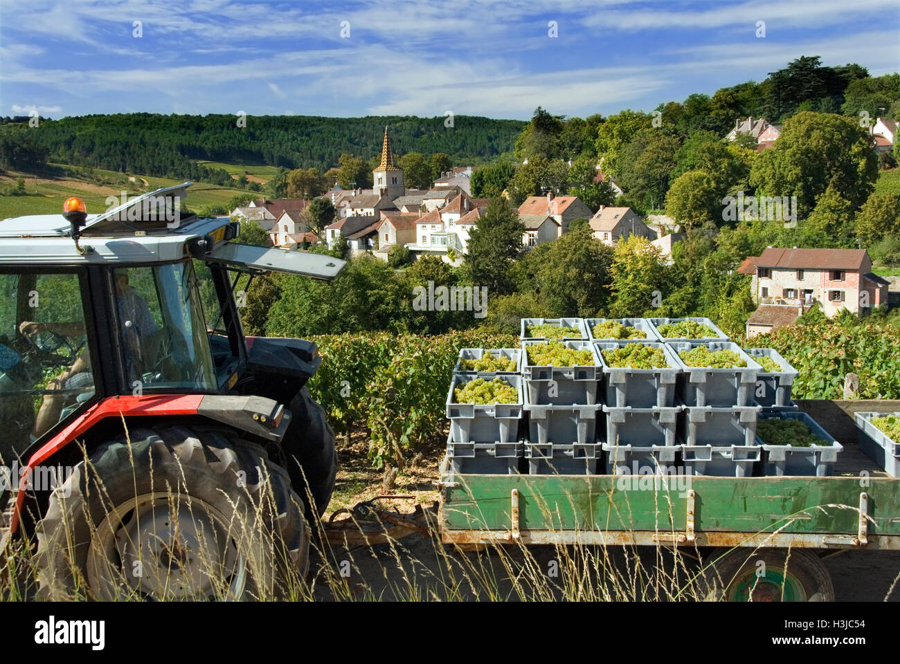 Bourgogne récolte village tracteur remorque Chardonnay raisins du domaine Bonneau du Martray en conteneurs Pernand-Vergelesses, Côte d'Or, France Banque D'Images