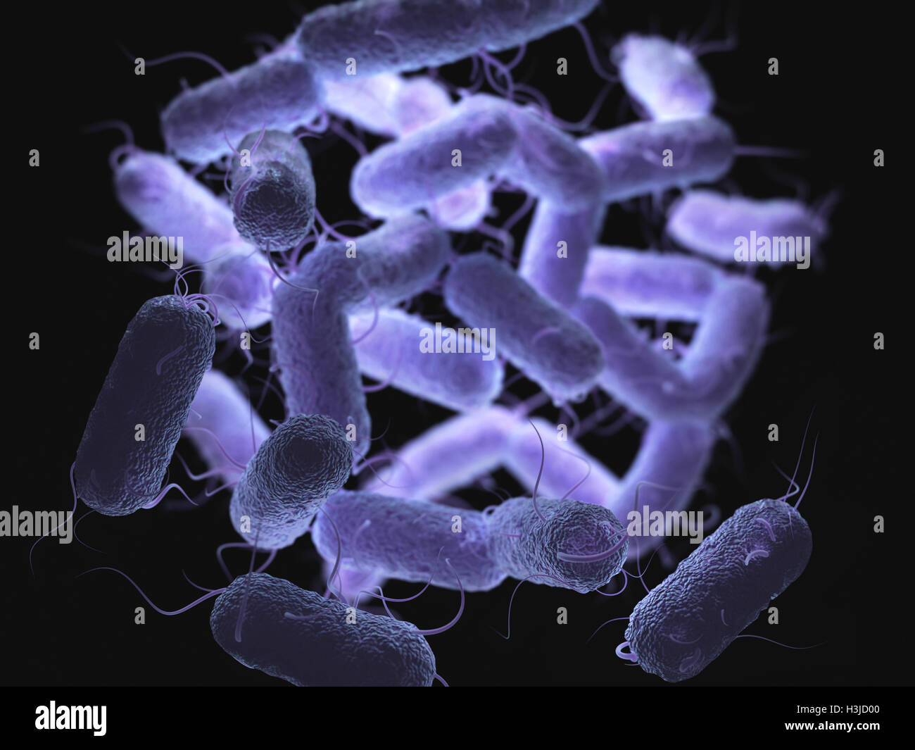 Enterobacteriaceae : grande famille de bactéries à Gram négatif qui reprend la plupart des pathogènes plus familiers. Banque D'Images