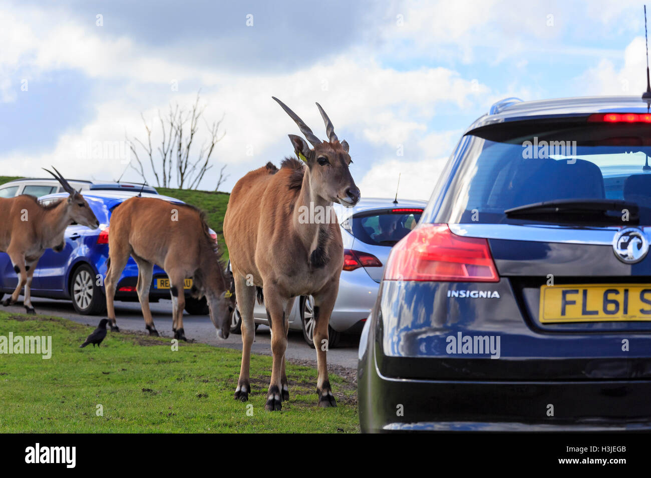 Spring Grove, APR 23 : dans la belle Antilope West Midland Safari Park on APR 23, 2016 à Spring Grove, United Kingdom Banque D'Images