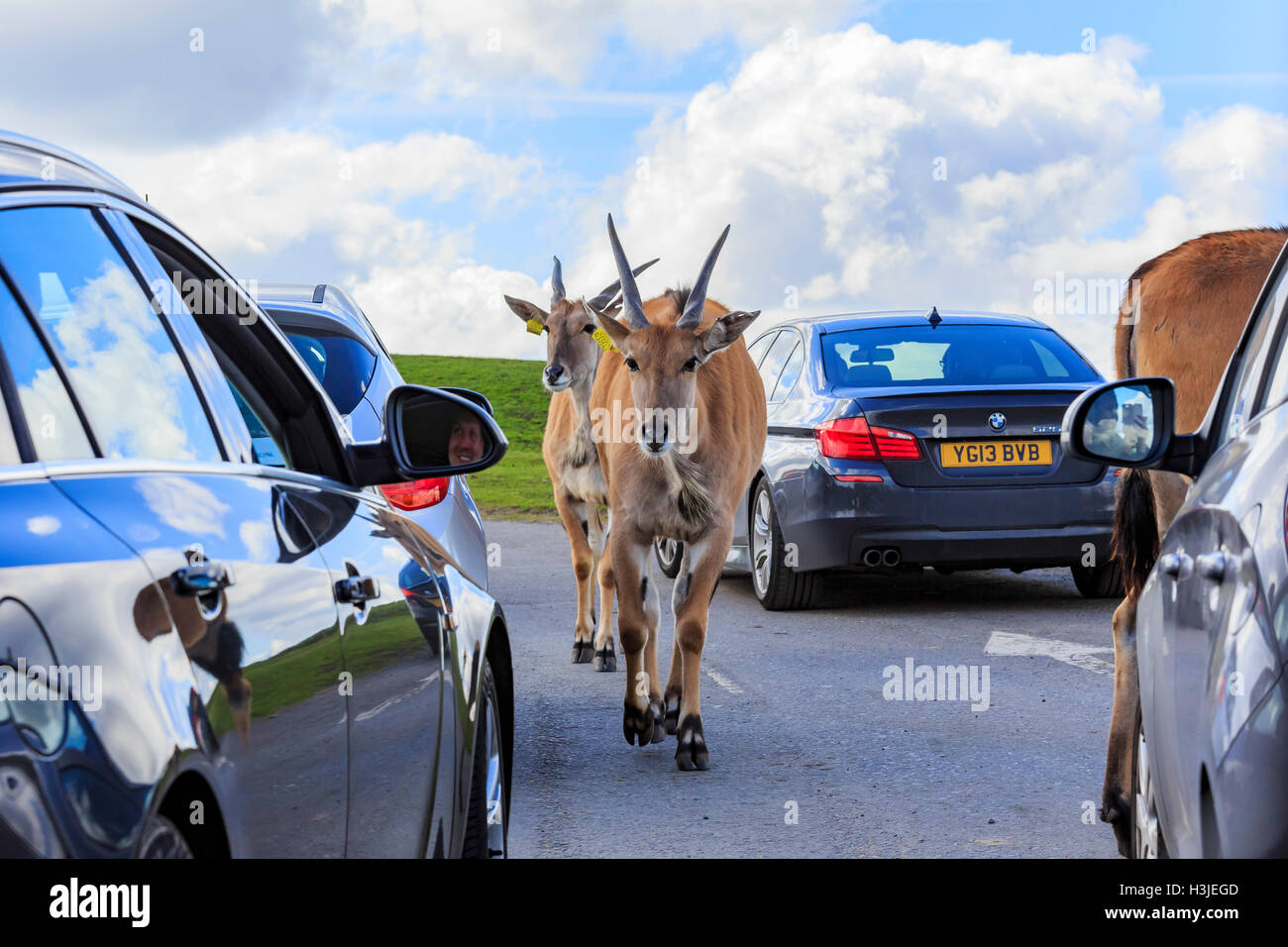 Spring Grove, APR 23 : dans la belle Antilope West Midland Safari Park on APR 23, 2016 à Spring Grove, United Kingdom Banque D'Images