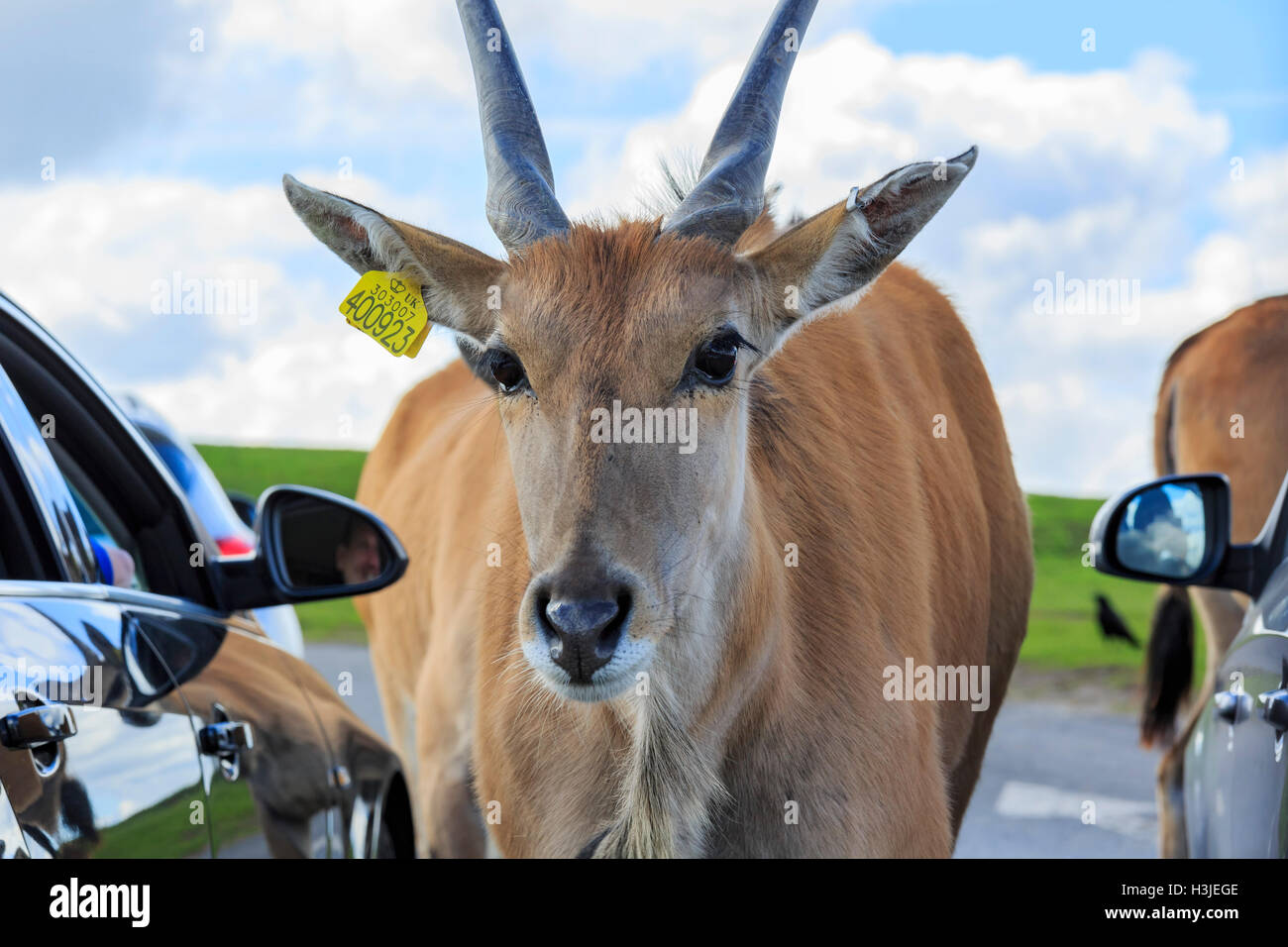 Spring Grove, APR 23 : dans la belle Antilope West Midland Safari Park on APR 23, 2016 à Spring Grove, United Kingdom Banque D'Images