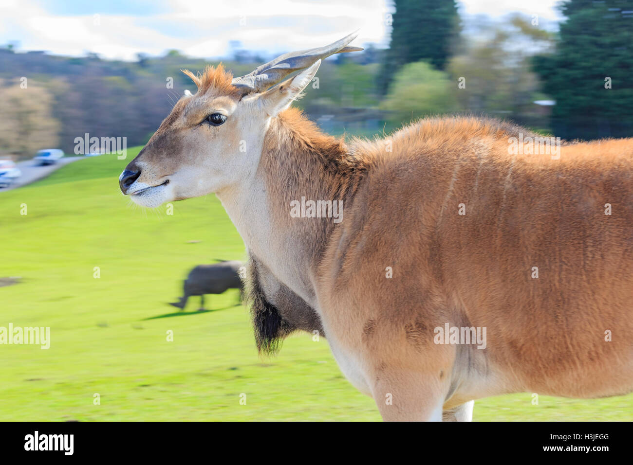 Spring Grove, APR 23 : dans la belle Antilope West Midland Safari Park on APR 23, 2016 à Spring Grove, United Kingdom Banque D'Images