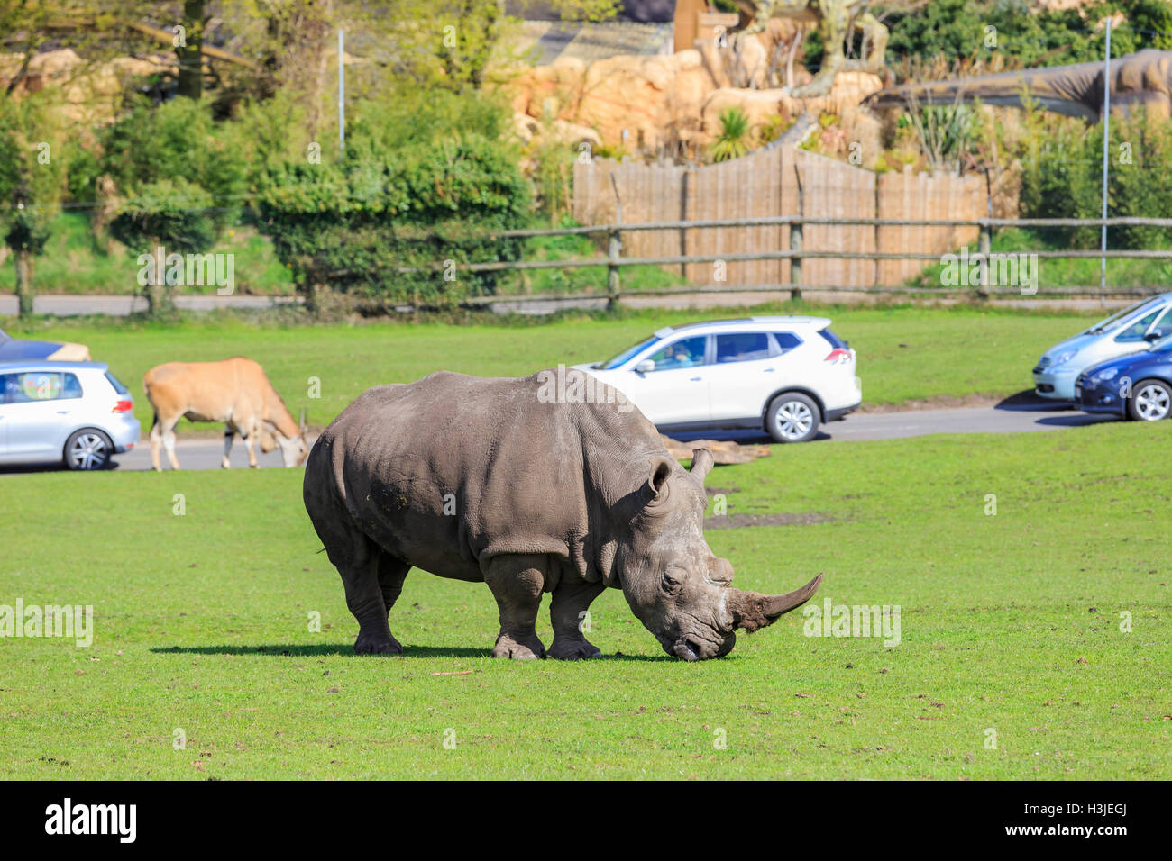 Spring Grove, APR 23 : voyager dans la magnifique West Midland Safari Park on APR 23, 2016 à Spring Grove, United Kingdom Banque D'Images