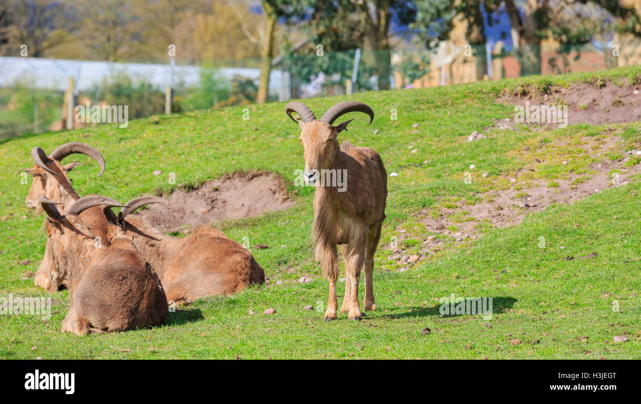 Spring Grove, APR 23 : chèvre dans la magnifique West Midland Safari Park on APR 23, 2016 à Spring Grove, United Kingdom Banque D'Images
