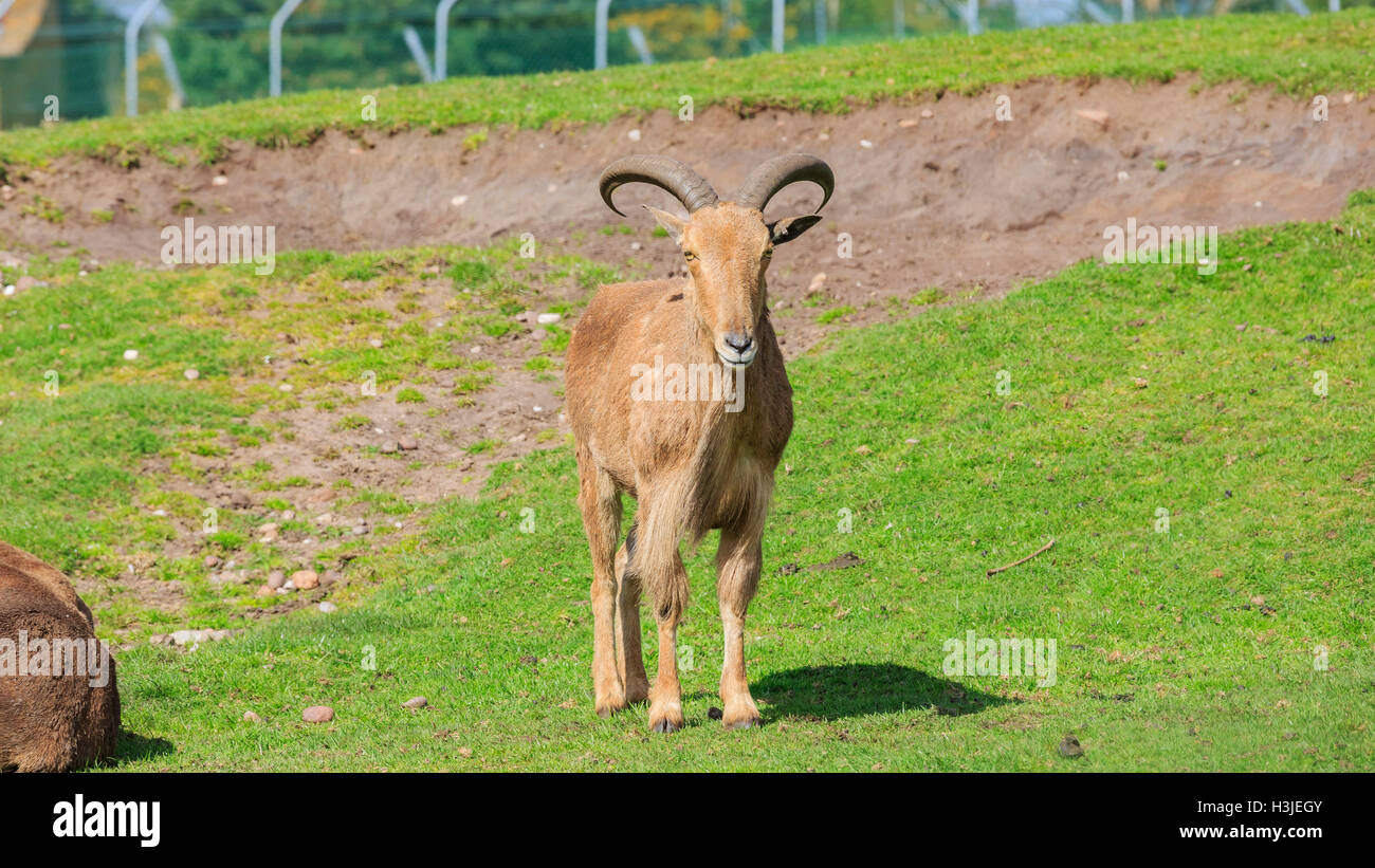 Spring Grove, APR 23 : chèvre dans la magnifique West Midland Safari Park on APR 23, 2016 à Spring Grove, United Kingdom Banque D'Images