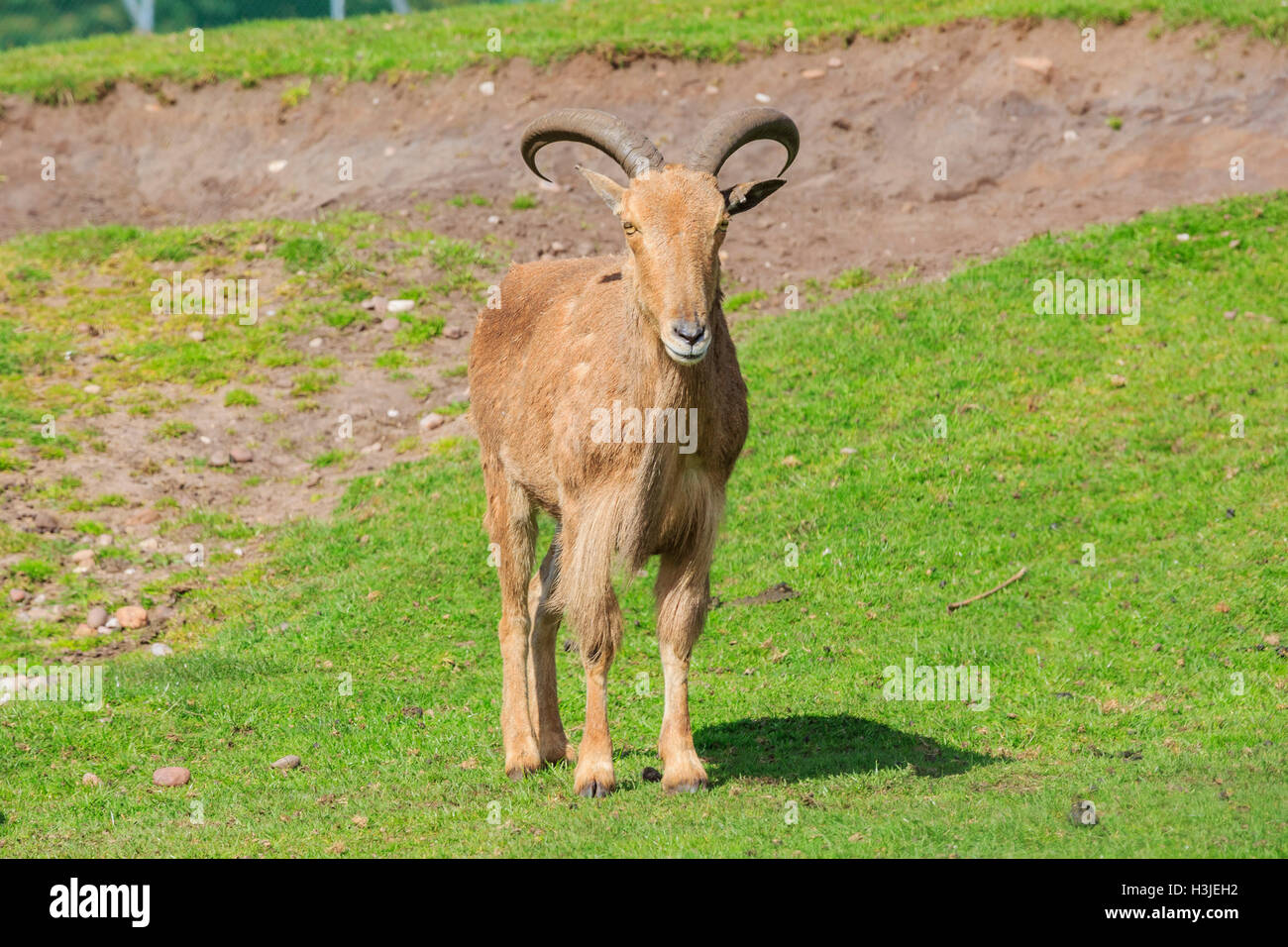 Spring Grove, APR 23 : chèvre dans la magnifique West Midland Safari Park on APR 23, 2016 à Spring Grove, United Kingdom Banque D'Images