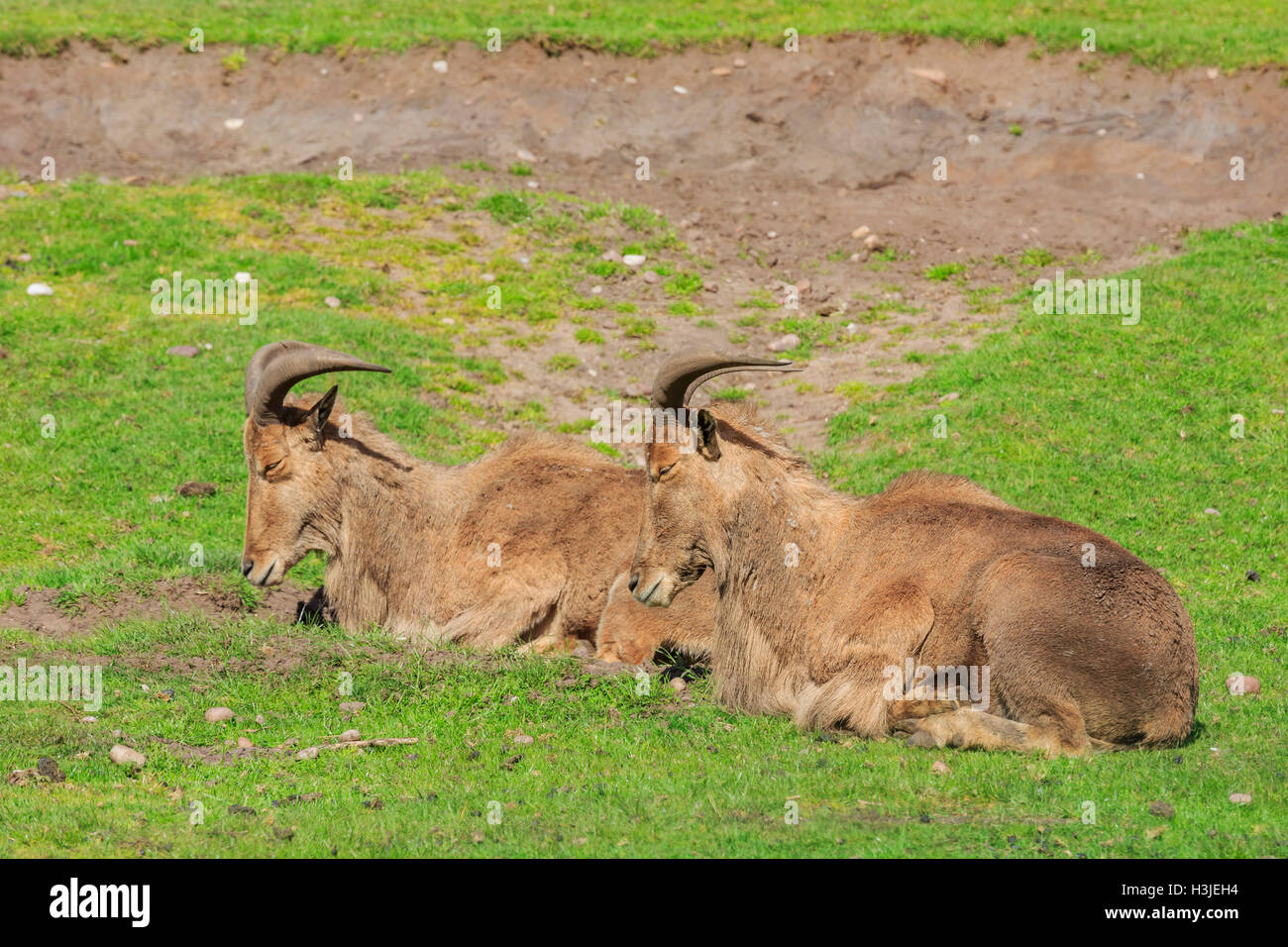 Spring Grove, APR 23 : chèvre dans la magnifique West Midland Safari Park on APR 23, 2016 à Spring Grove, United Kingdom Banque D'Images