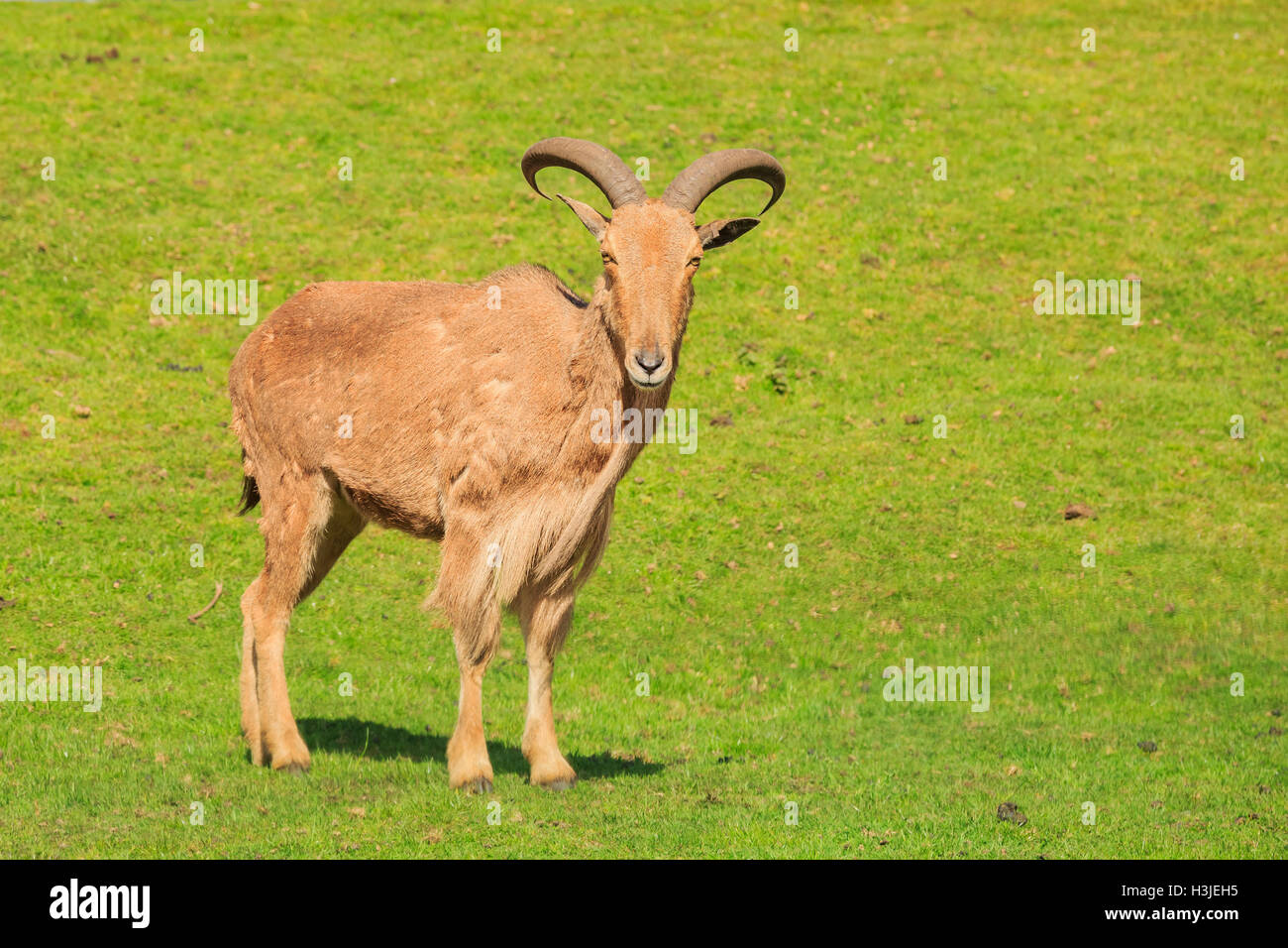 Spring Grove, APR 23 : chèvre dans la magnifique West Midland Safari Park on APR 23, 2016 à Spring Grove, United Kingdom Banque D'Images