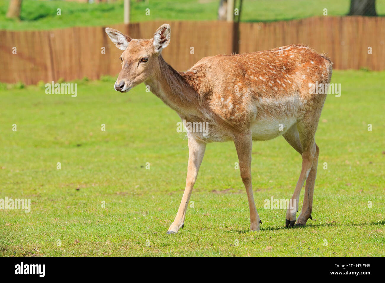 Le beau Cerf Farllow Persan dans le beau West Midland Safari Park on APR 23, 2016 à Spring Grove, United Kingdom Banque D'Images