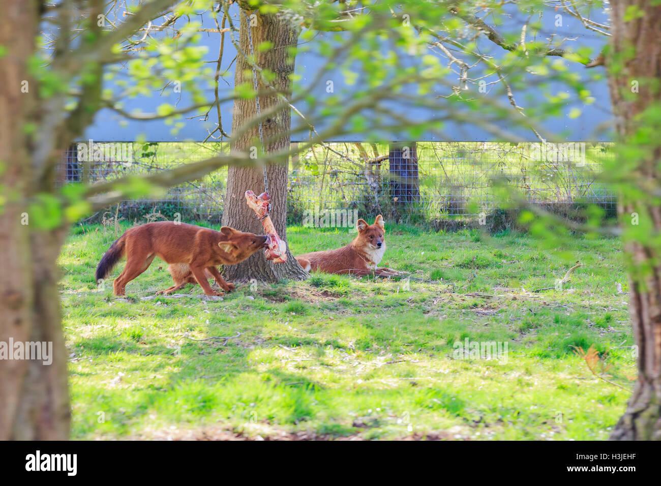 Spring Grove, APR 23 : Hound dans le beau West Midland Safari Park on APR 23, 2016 à Spring Grove, United Kingdom Banque D'Images